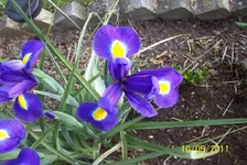 Iris.webp