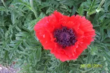 Mohn.webp