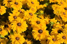 Gelbe Blume.webp