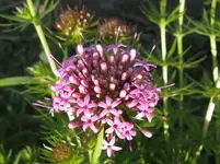 IMG_rosenmeister_1067x800.webp