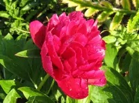 IMG_2487_1067x800.webp