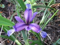 IMG_pflaumeniris_1067x800.webp