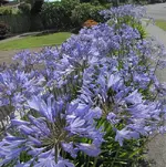 blau v.webp