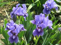 IMG_bunburry ruffles1_1067x800.webp