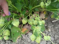 Erdbeeren2011.webp