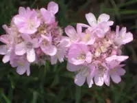 Gras4.webp