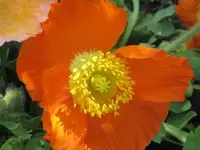 Mohn2.webp