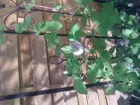 Foto0188.webp