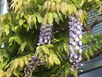 blaurebe.webp