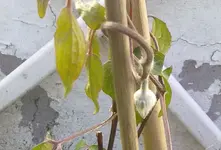 clemantis2.webp