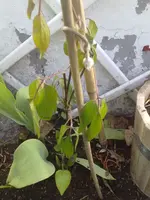 clemantis.webp