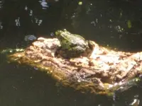 Frosch Kork.webp
