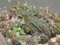 frogger.webp