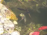 Froschlein.webp