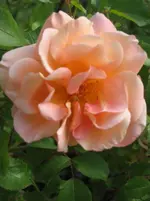 IMG_4749.webp