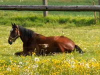 067-Spatz.webp