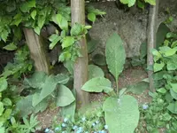 Beinwell unter Hainbuche 1.webp