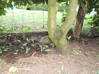 Beinwell unter Hainbuche 2.webp