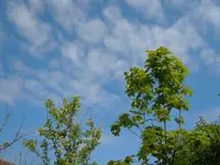 070.webp