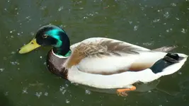 2011 05 11 056.webp