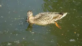 2011 05 11 057.webp
