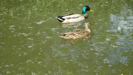 2011 05 11 059.webp