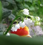Maiglöckchen (2).webp