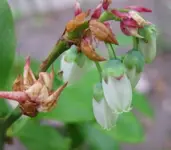 Heidelbeere.webp