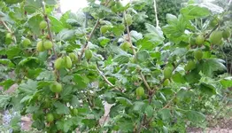 Stachelbeeren.webp
