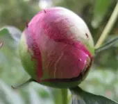 Pfingstrose.webp