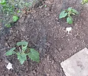 Zucchini.webp