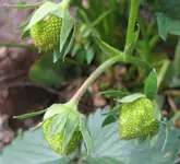 Erdbeeren.webp