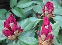 Rhododendron.webp
