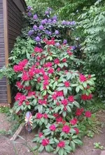 Rhododendron (5).webp