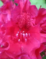 Rhododendron (6).webp