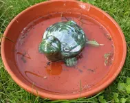 Vogeltränke.webp