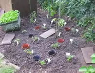 Tomatenbeet_rechts.webp