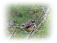 Fantail.webp