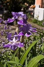 Markt 13.5.2011 (15 von 18).webp