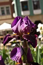 Markt 13.5.2011 (16 von 18).webp