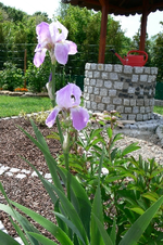 P1200855.webp