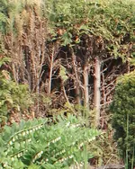 hecke1.webp