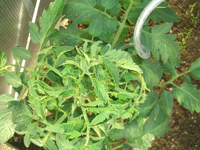 Tomaten.webp Tomaten.webp