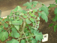 Tomaten (2).webp Tomaten (2).webp