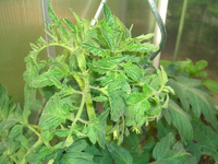 Tomaten (3).webp Tomaten (3).webp