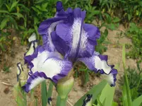 IMG_rhonda blue_1067x800.webp
