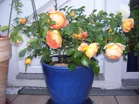 100_6123.webp