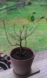IMAG0094.webp