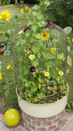 Lustige Papageien.webp