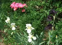 White Beauty + Old Black Magic_.webp